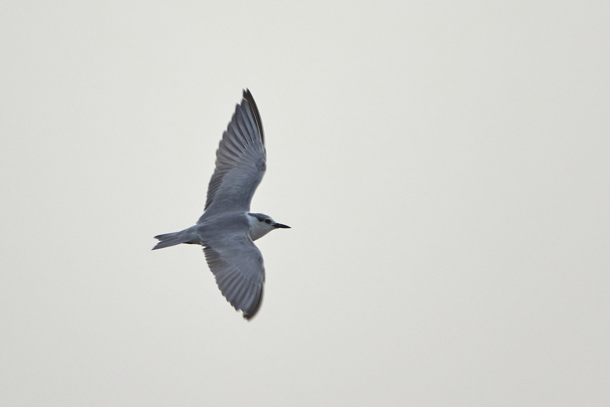 Whiskered Tern - ML543450861