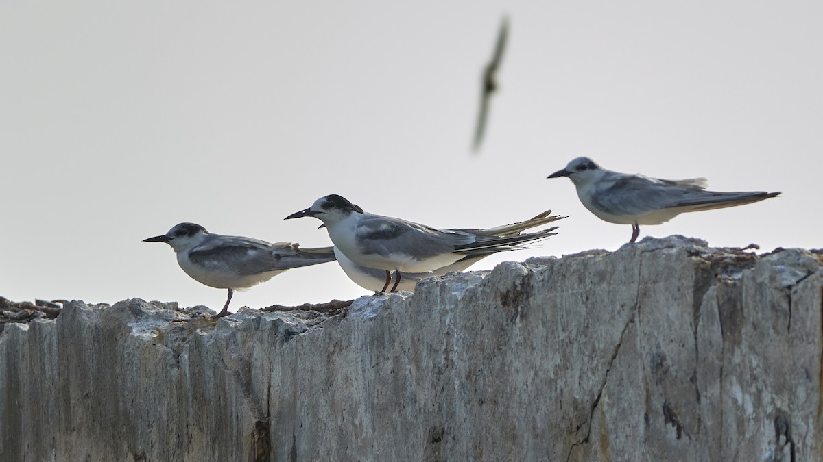 Common Tern - ML543450911