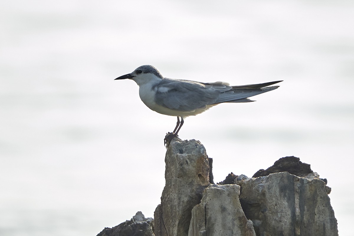 Whiskered Tern - Anonymous