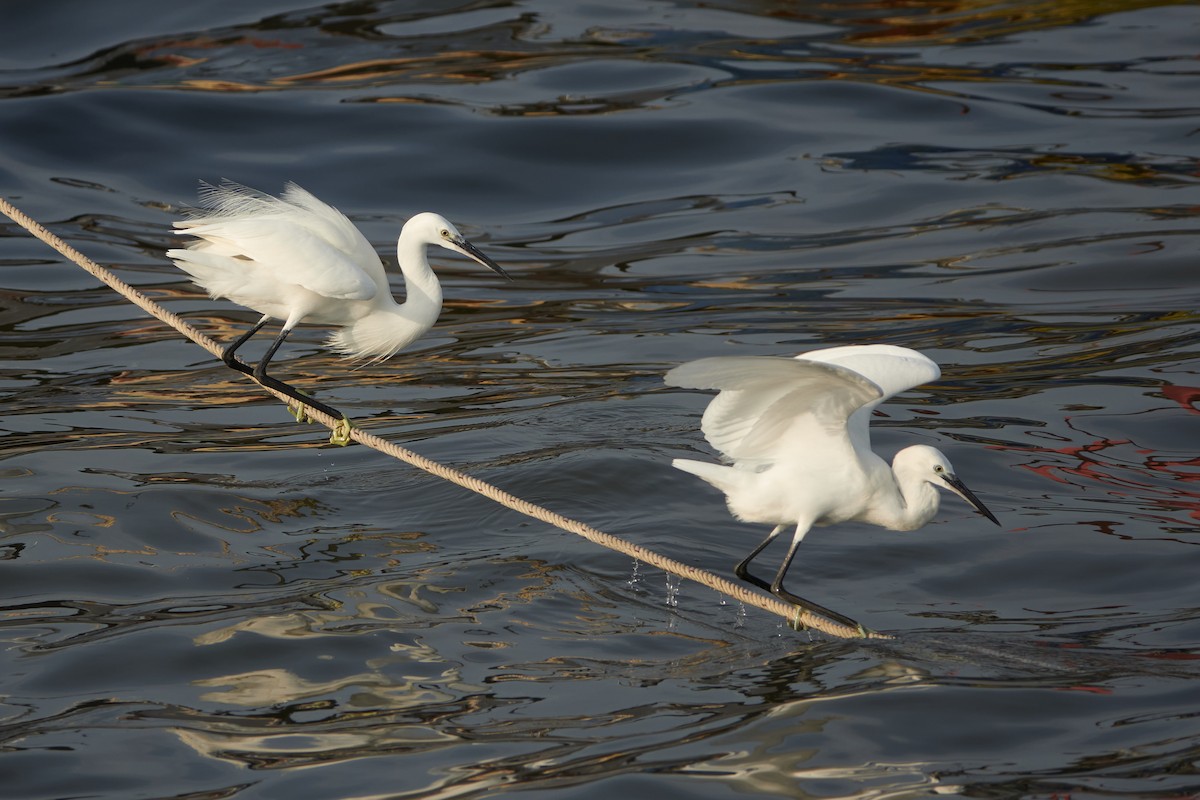 Little Egret - ML543451121