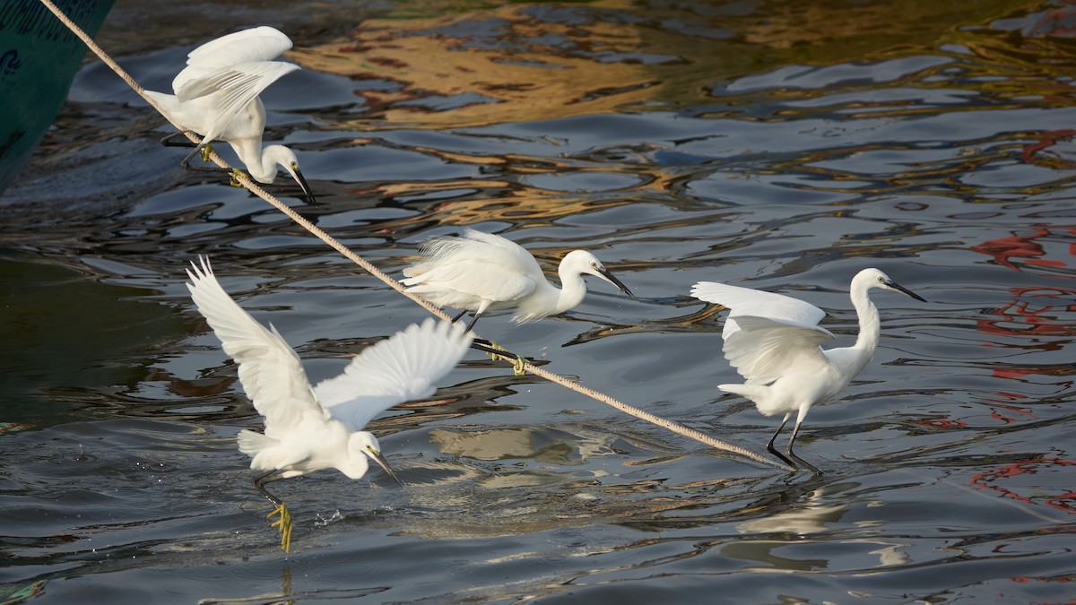 Little Egret - ML543451131