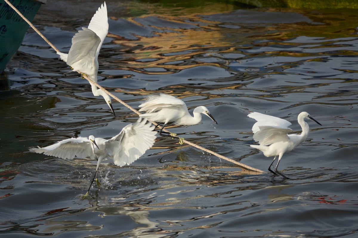 Little Egret - Anonymous