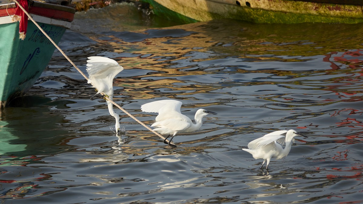 Little Egret - ML543451151