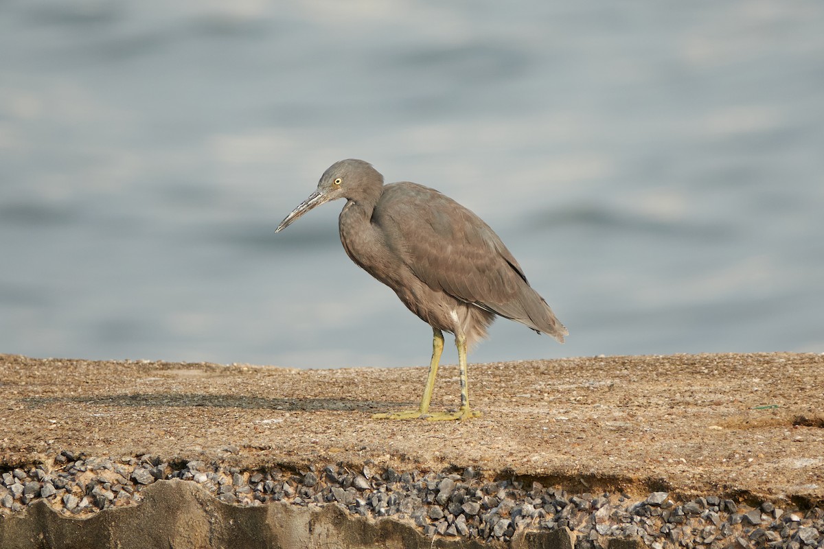 Pacific Reef-Heron - ML543451181