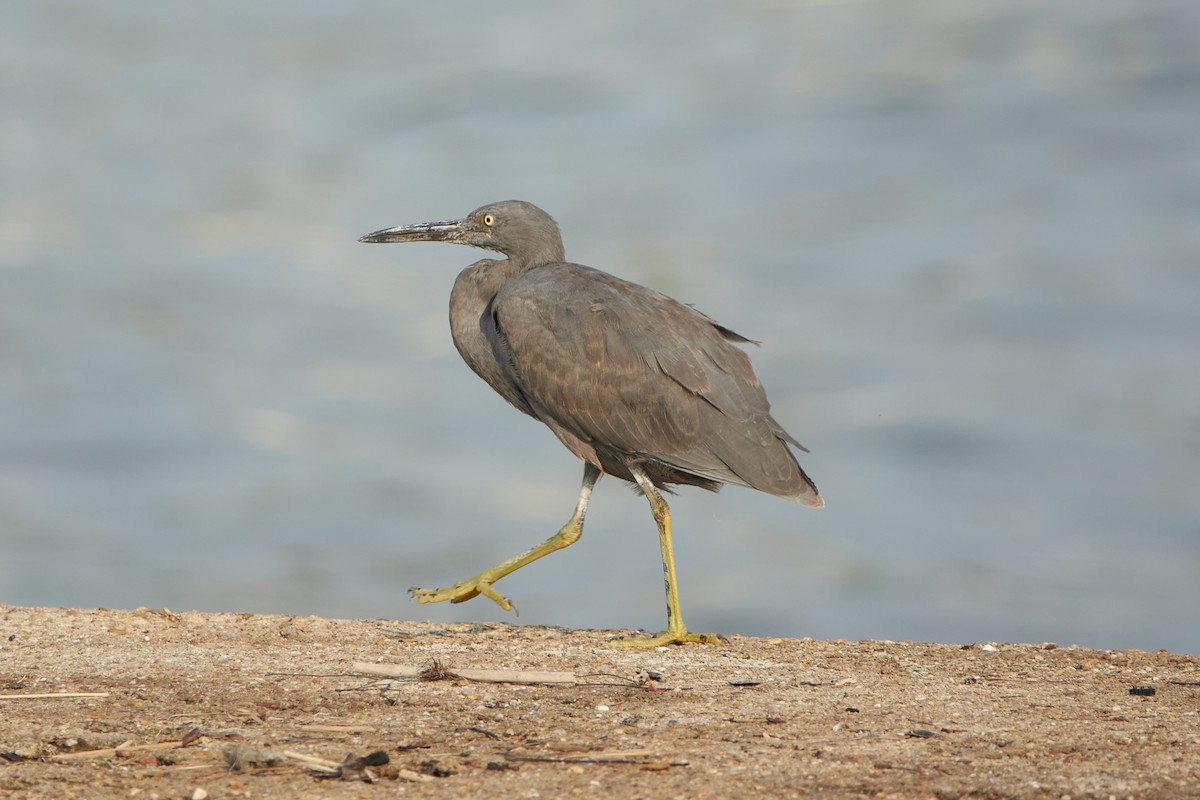 Pacific Reef-Heron - ML543451191