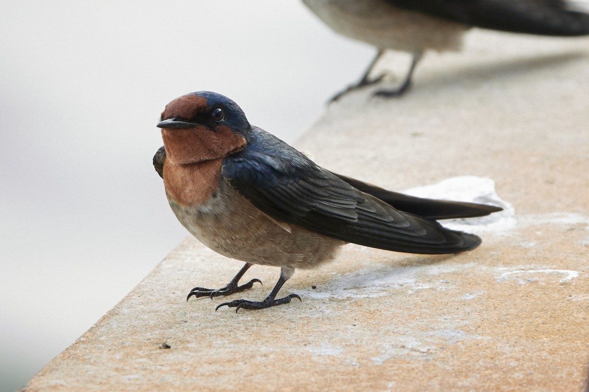 Pacific Swallow - Anonymous