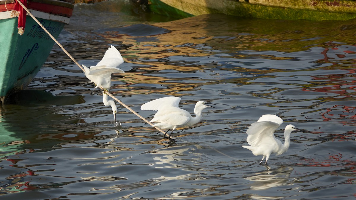 Little Egret - ML543451641