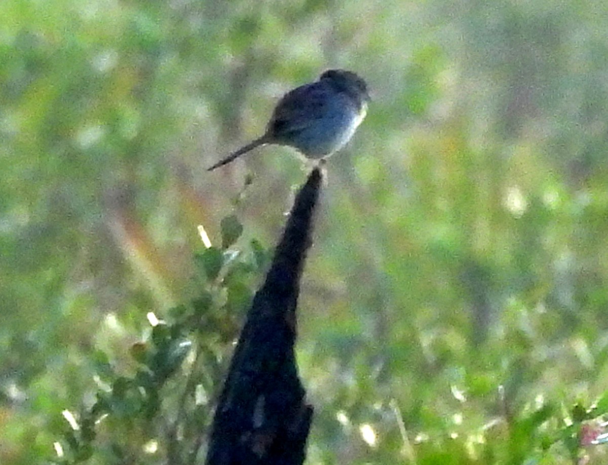 Bachman's Sparrow - ML543451751