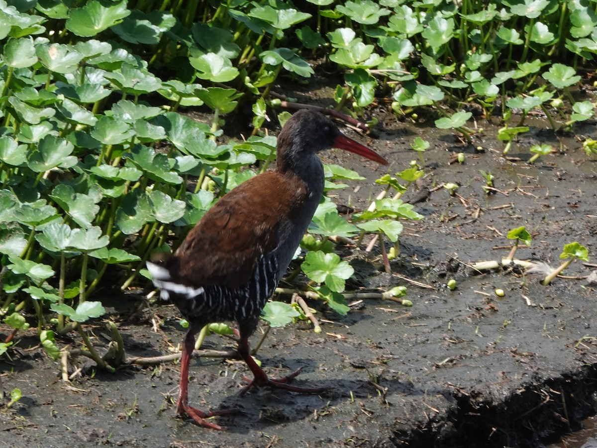 African Rail - ML543452951