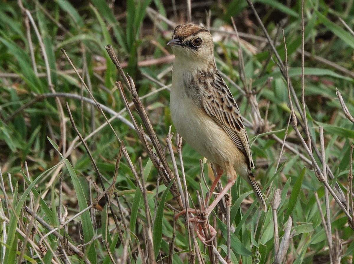 Pectoral-patch Cisticola - John Bargman