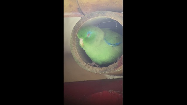 アオメルリハシインコ - ML543454701