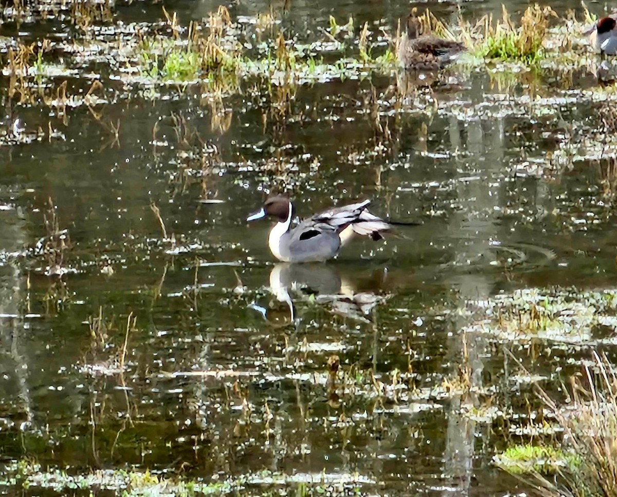 Northern Pintail - ML543457631