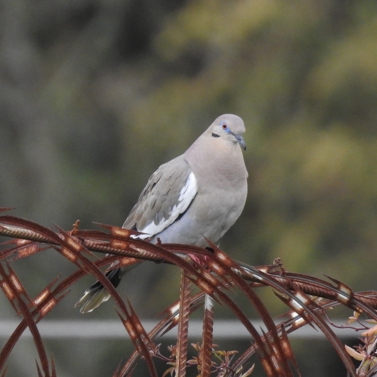 White-winged Dove - Stephane Demers