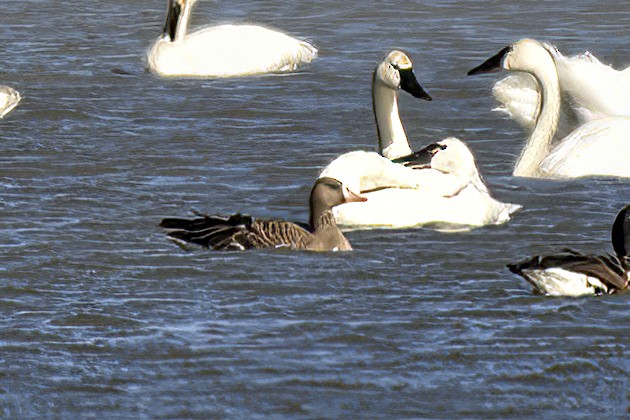 Greater White-fronted Goose - ML543459041