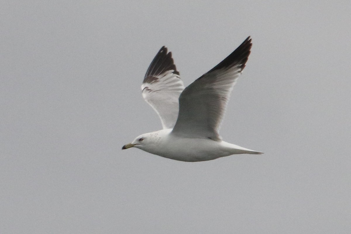 Ring-billed Gull - ML54346031