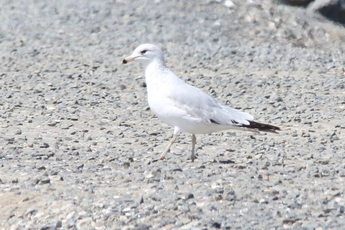 Ring-billed Gull - ML54346071