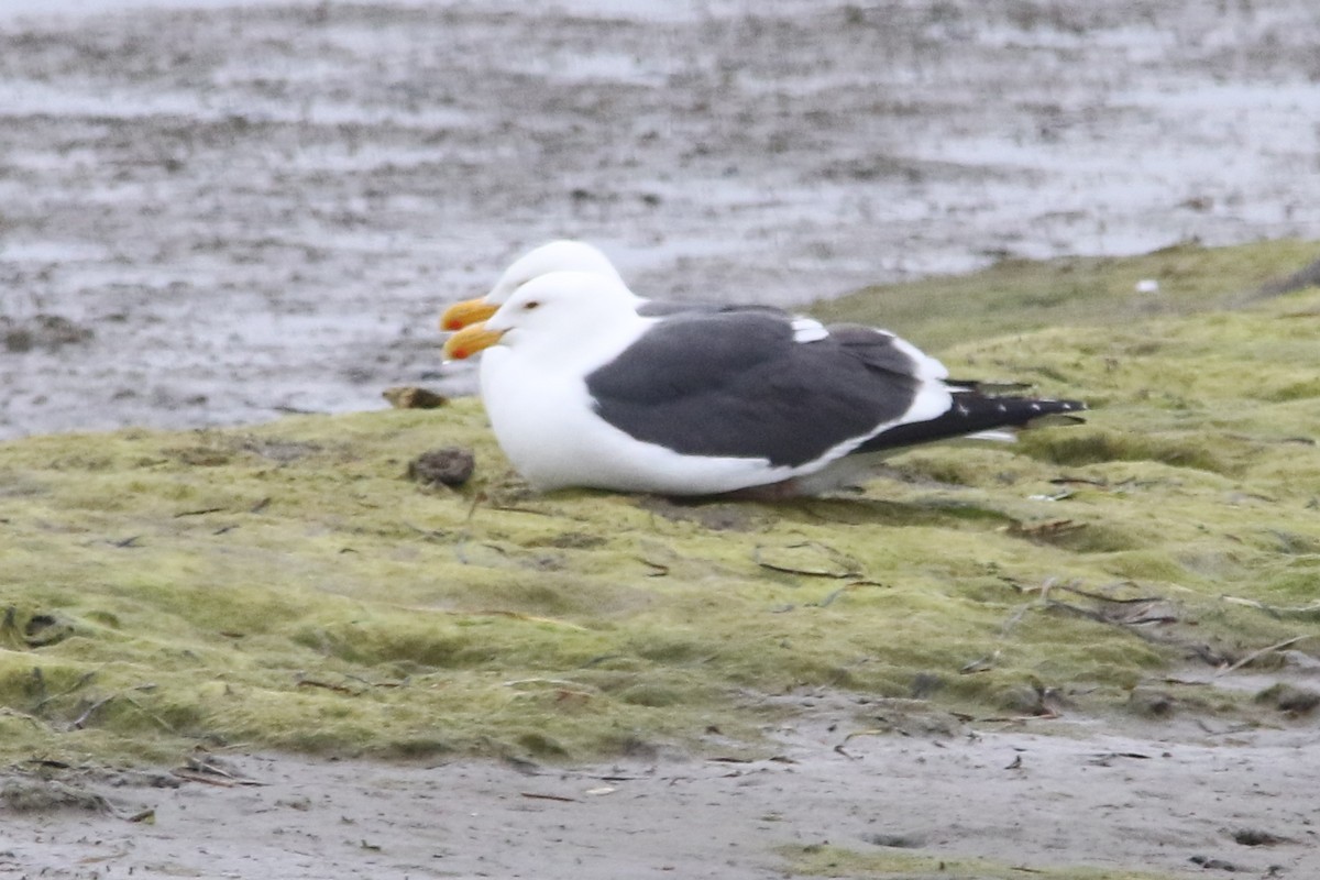 Western Gull - ML54346111