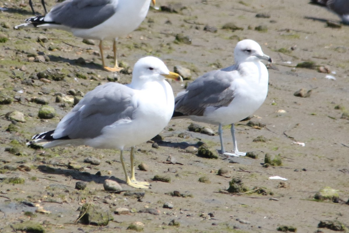 California Gull - ML54346121