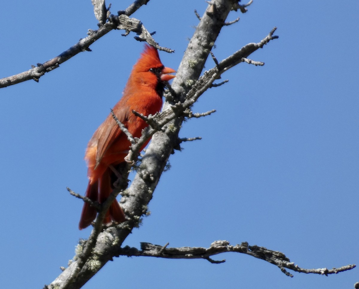 Northern Cardinal - ML543461591