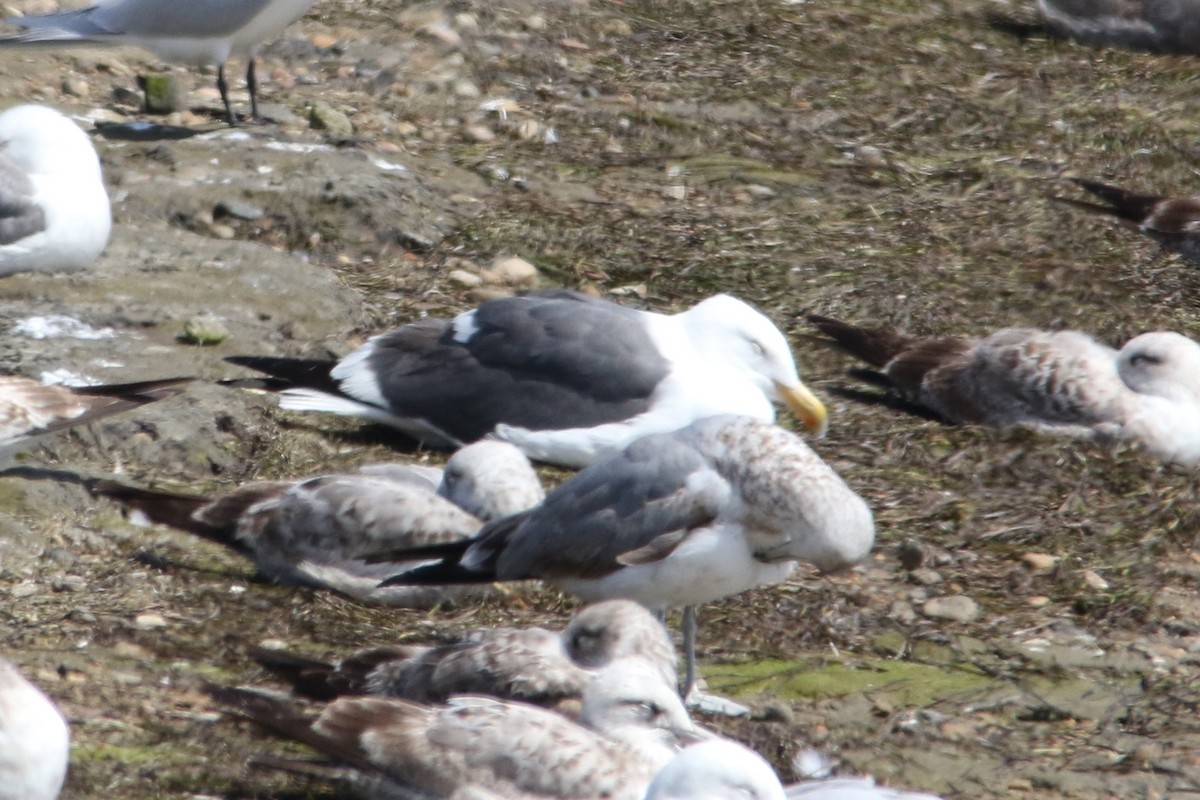 Western x Glaucous-winged Gull (hybrid) - ML54346261