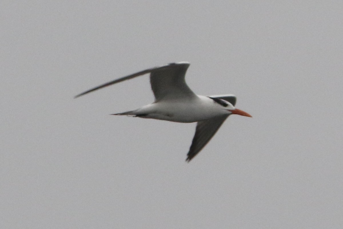 Royal Tern - Louis Hoeniger