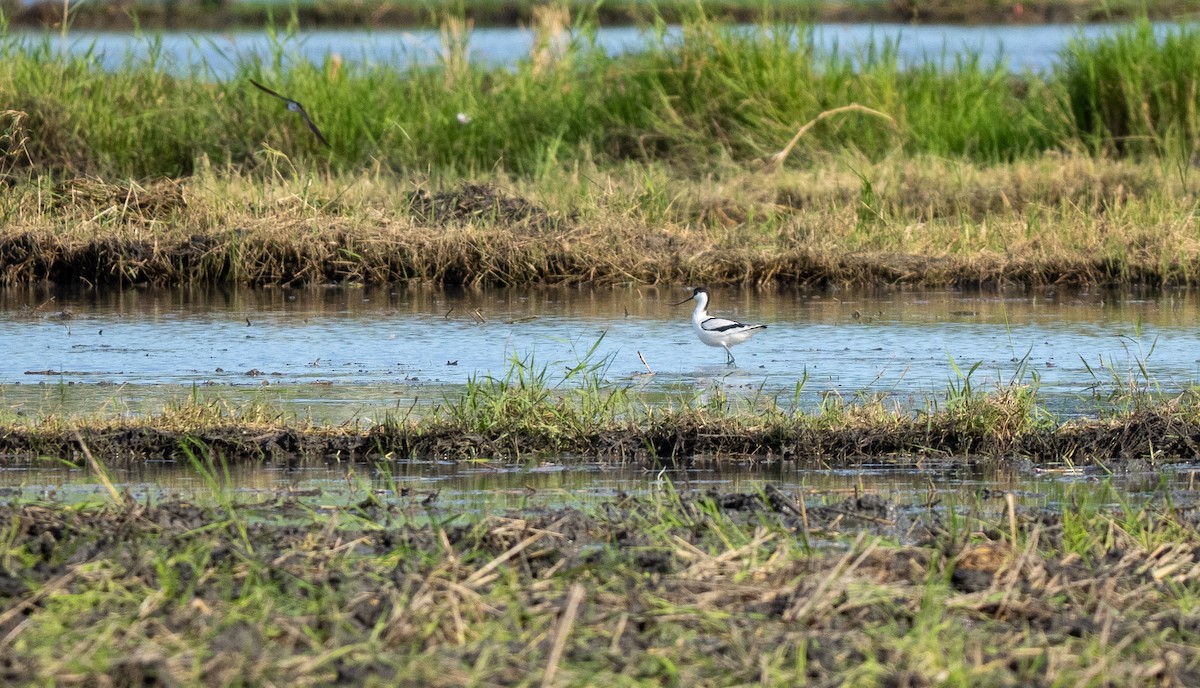 Avocette élégante - ML543464071