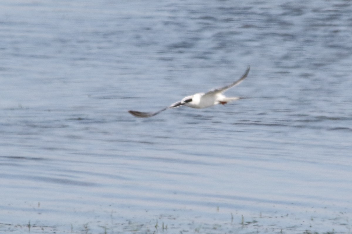 Forster's Tern - ML54346421