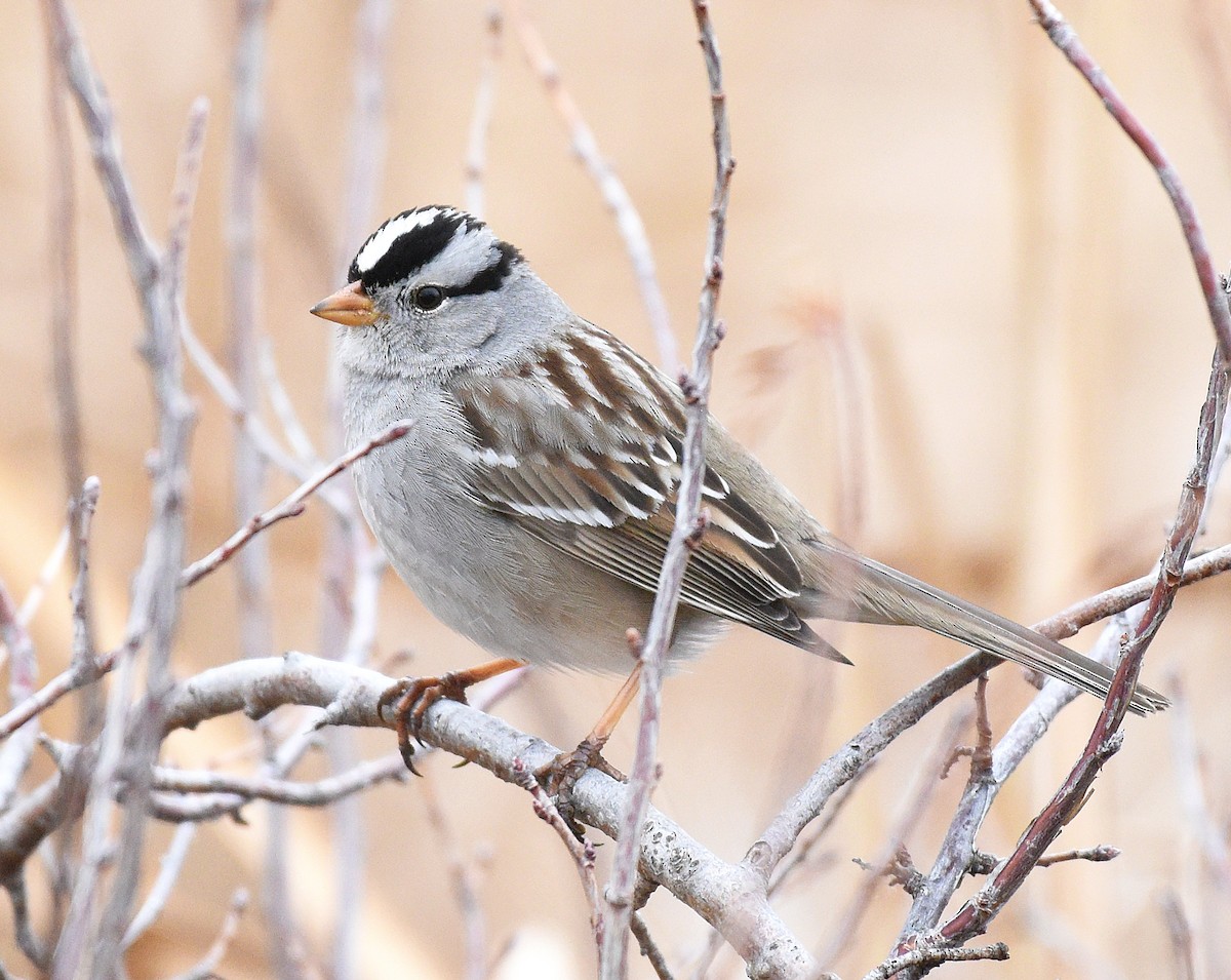 White-crowned Sparrow (Gambel's) - ML543467591