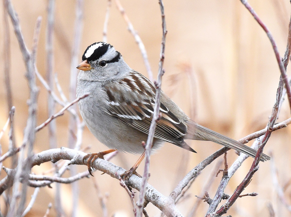 White-crowned Sparrow (Gambel's) - ML543467601