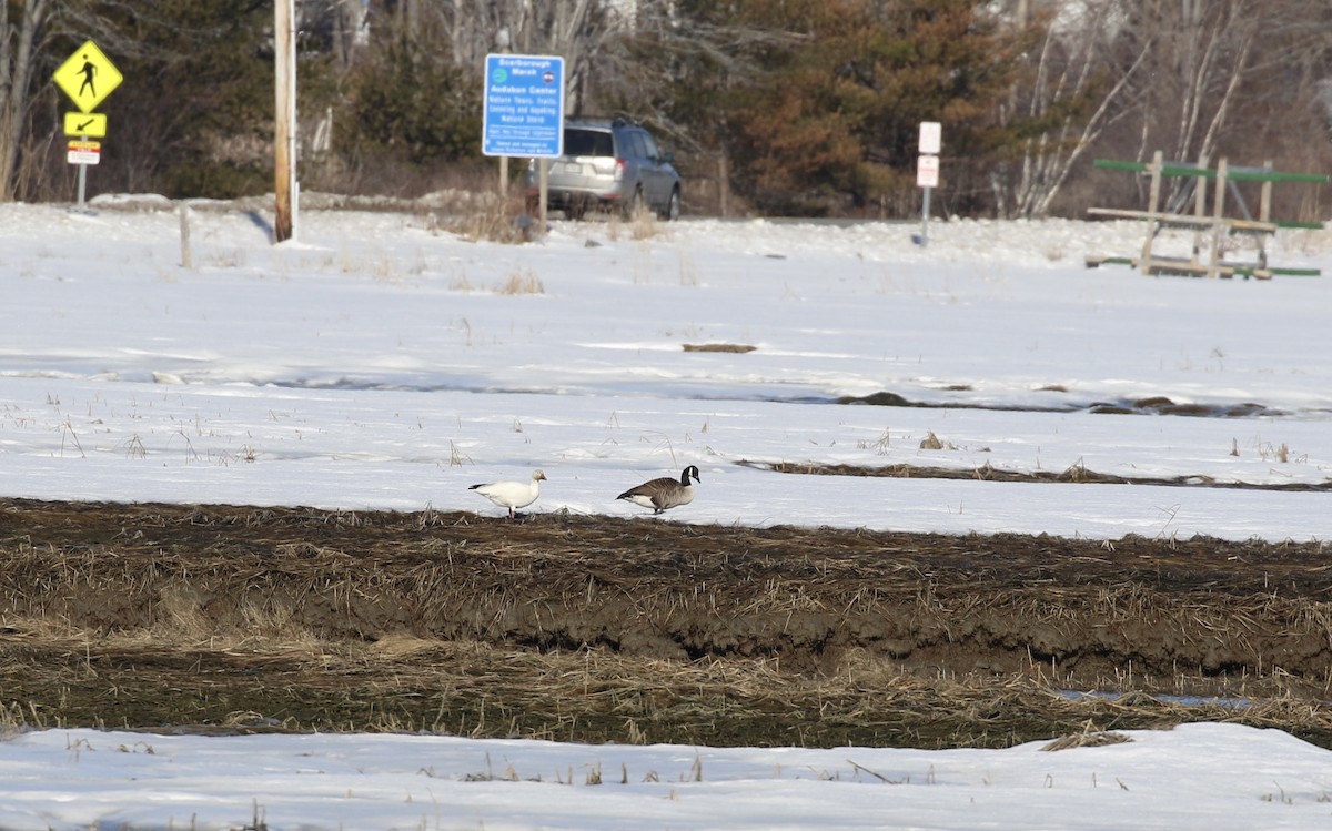 Snow Goose - ML543468791