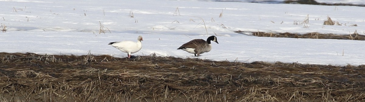 Snow Goose - ML543468811