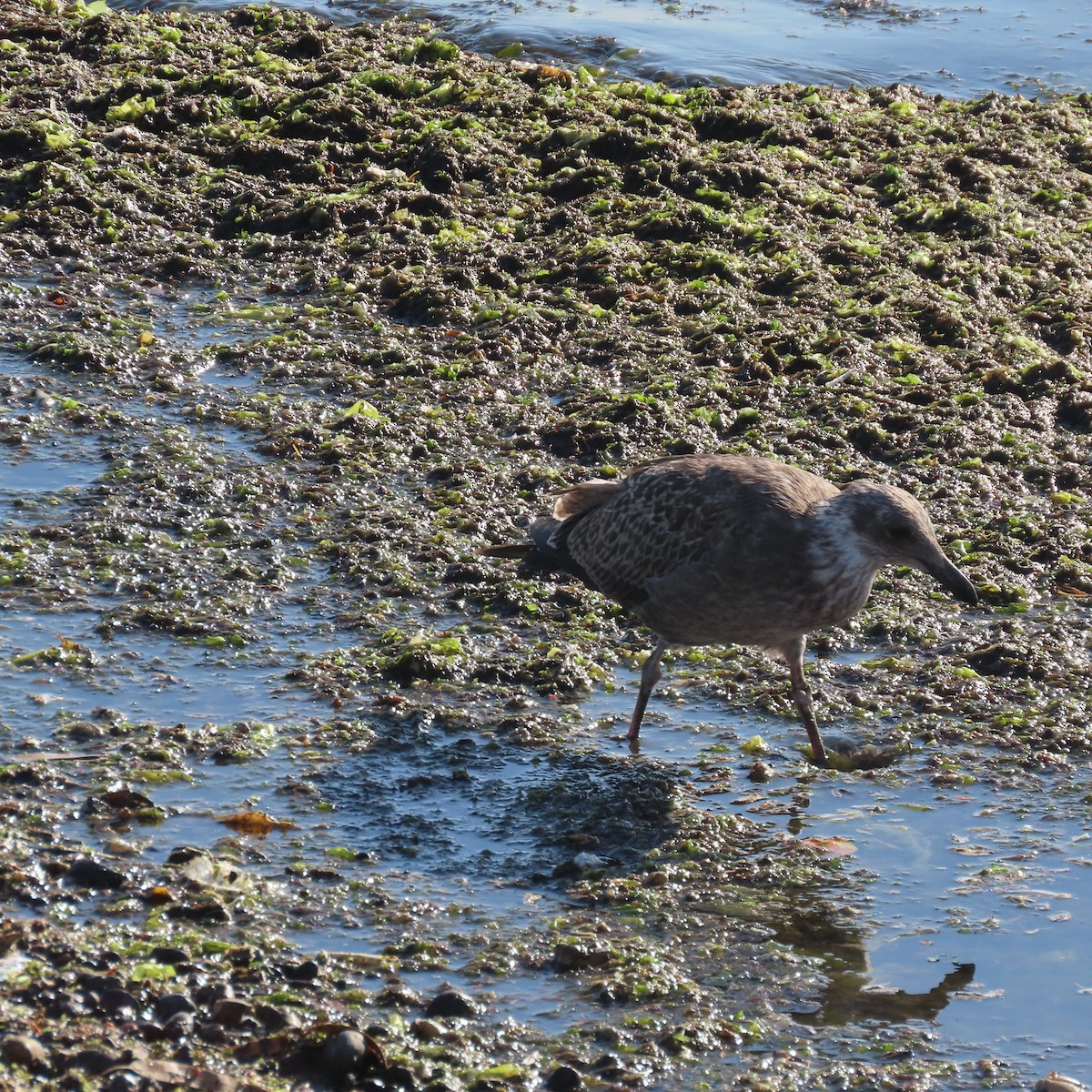 Kelp Gull - ML543469331