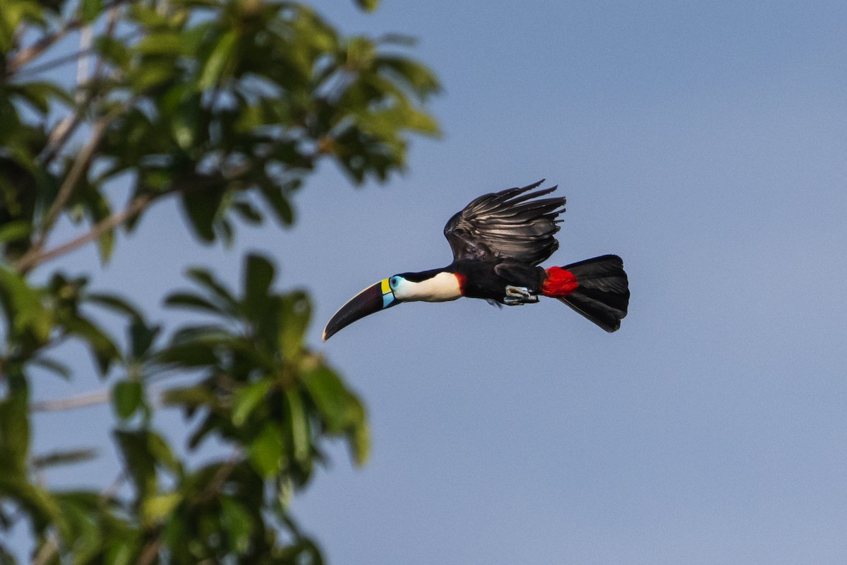 Toucan à bec rouge - ML543470601