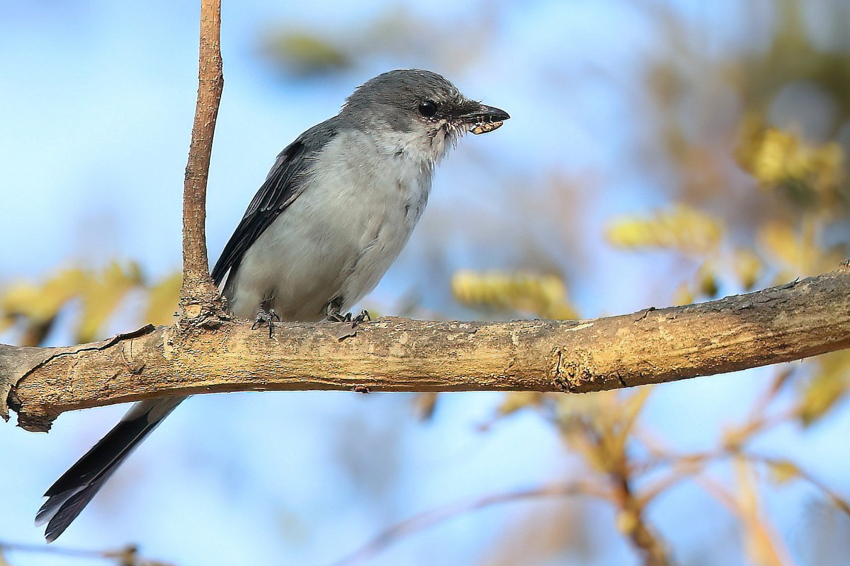 Ashy Minivet - ML543470851