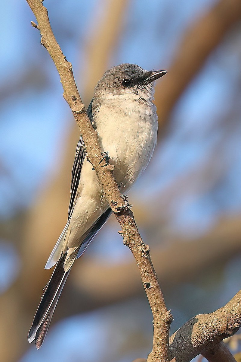 Ashy Minivet - ML543470861