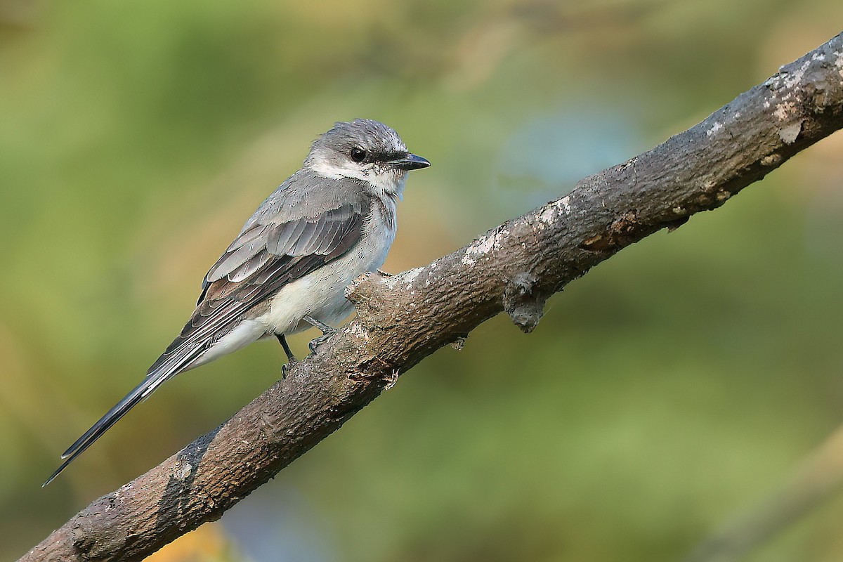 Ashy Minivet - ML543470871