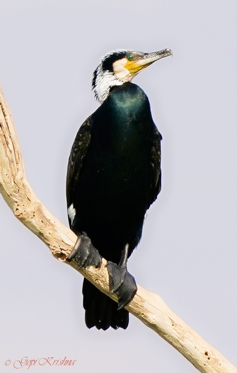 Great Cormorant - Gopi Krishna