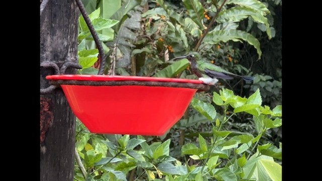 Colibrí de Raquetas Faldiblanco - ML543476061