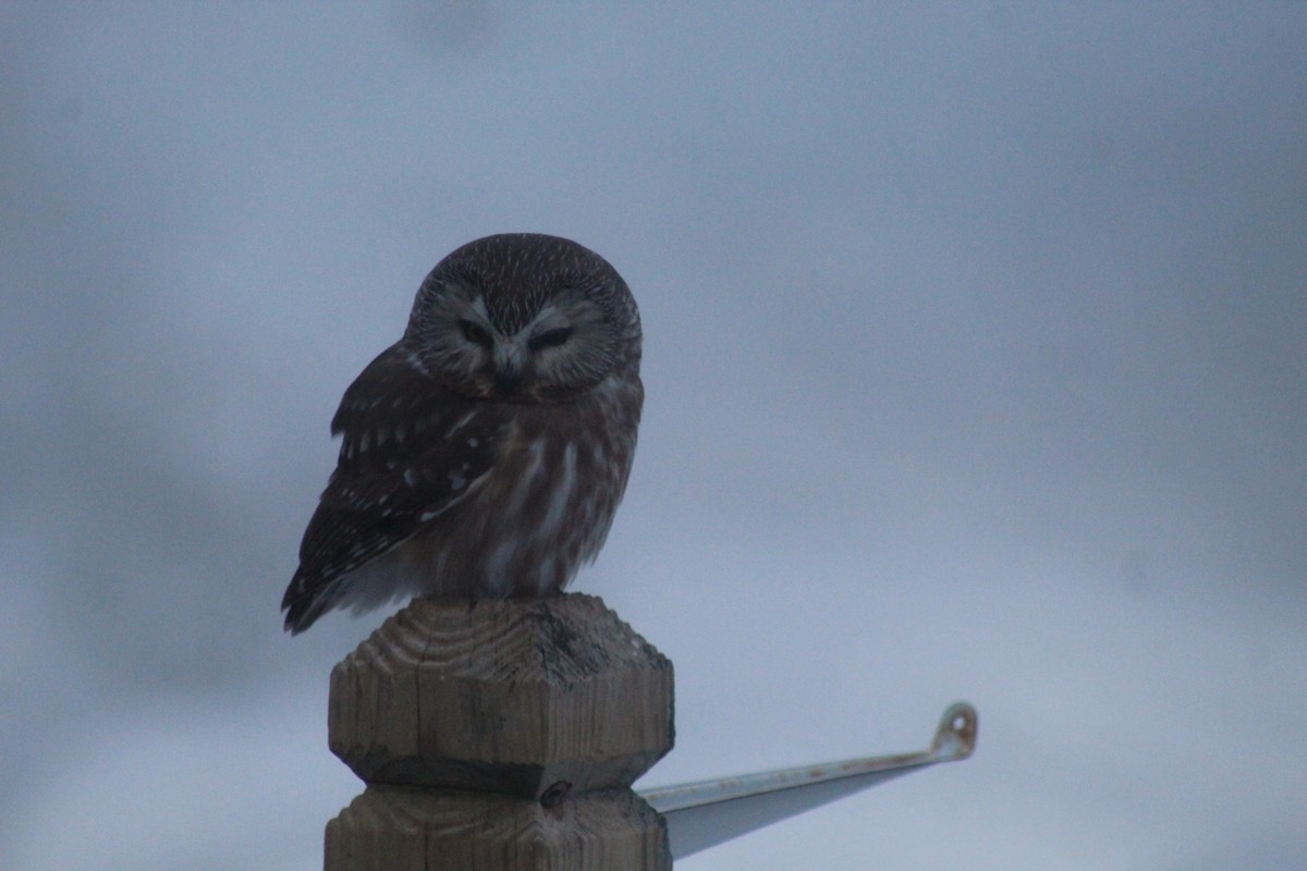 Northern Saw-whet Owl - Erica M