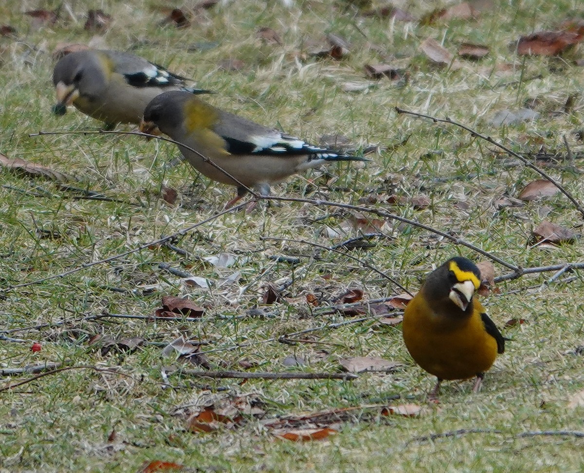 Evening Grosbeak - ML543477651