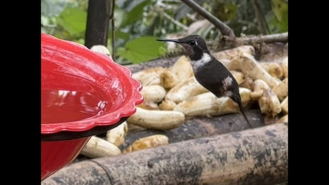 Colibrí de Mitchell - ML543477891