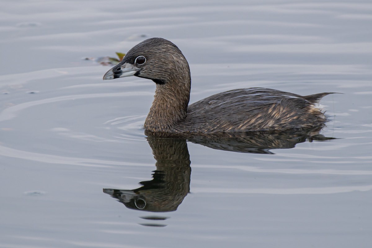 Pied-billed Grebe - James Corgill