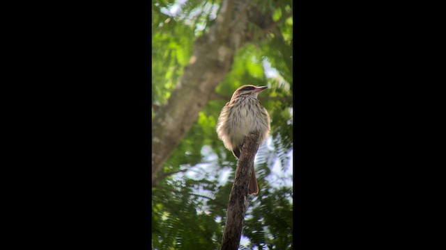 Streaked Flycatcher - ML543481451