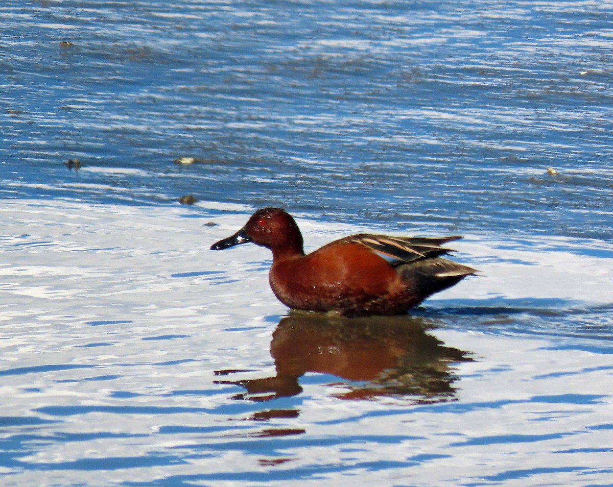 Cinnamon Teal - ML543481671