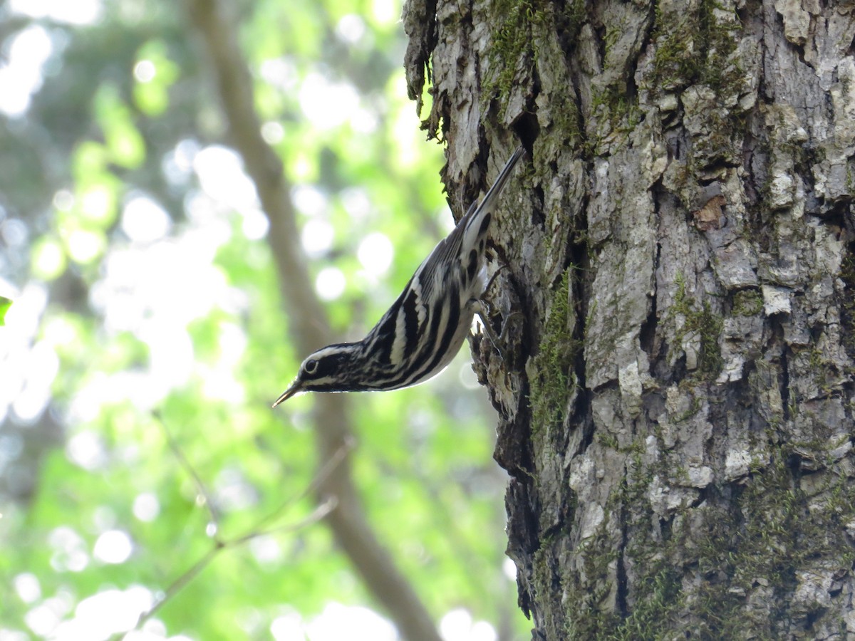 Black-and-white Warbler - ML54348191