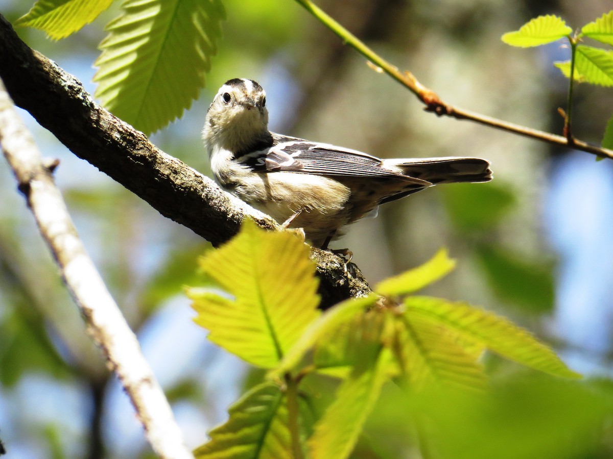 Black-and-white Warbler - ML54348201
