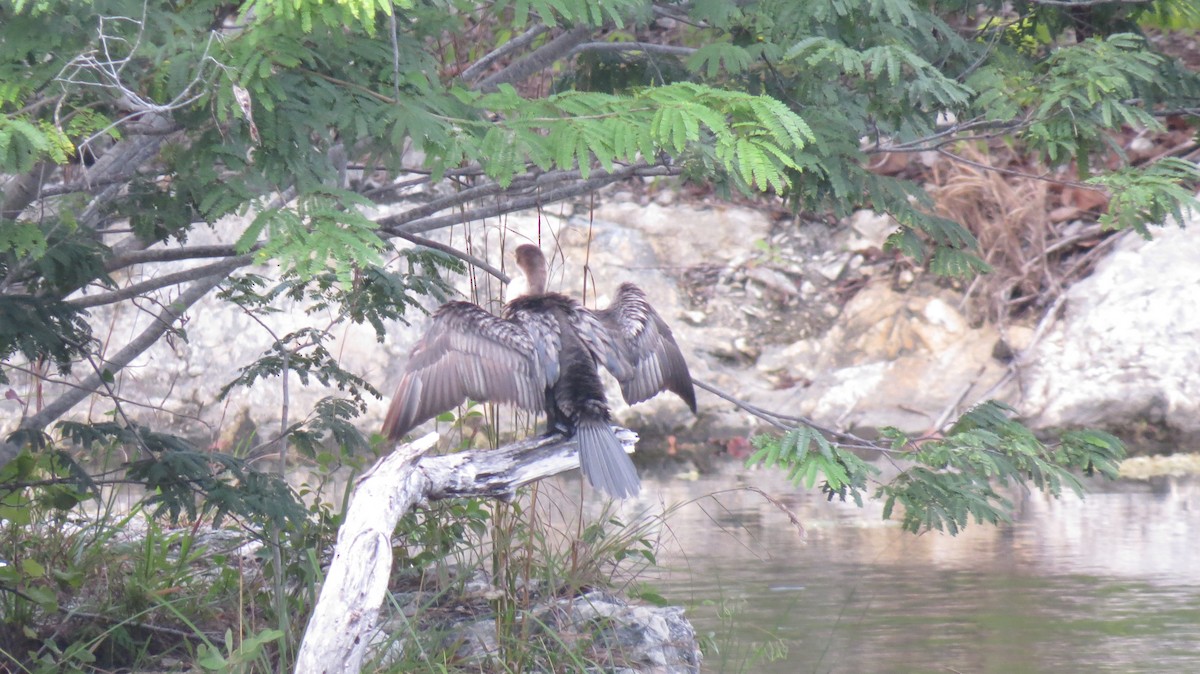 Anhinga Americana - ML543482311