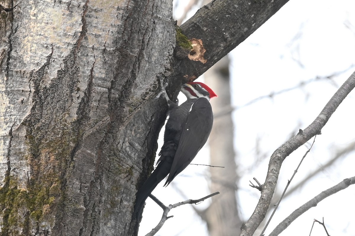 Pileated Woodpecker - Marie O'Neill