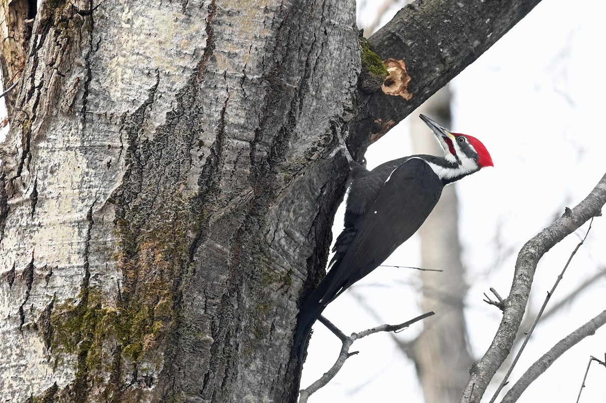 Pileated Woodpecker - Marie O'Neill