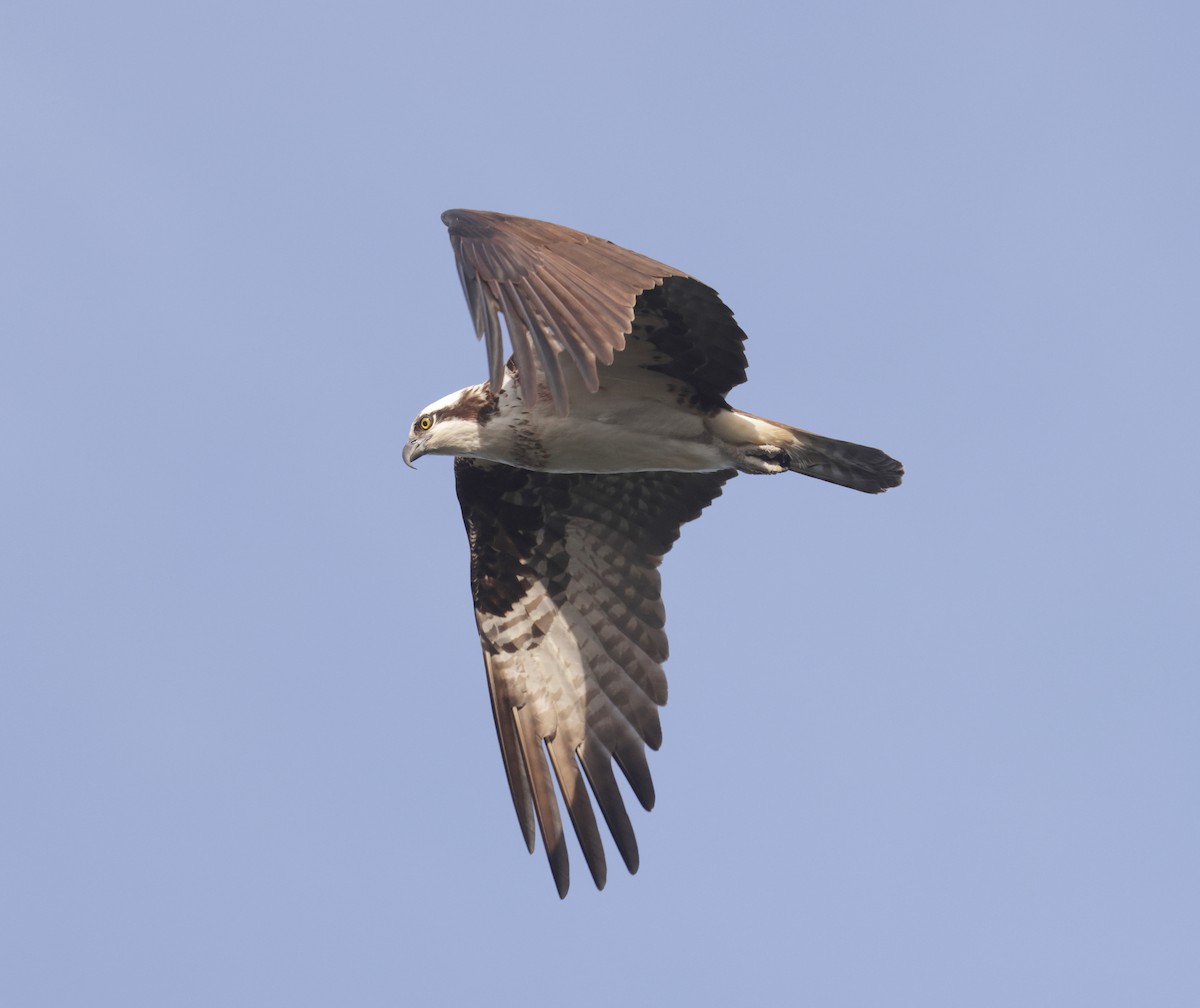 Osprey - ML543483421